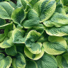 Хоста Анфогеттебл (Unforgettable) [L] купить с доставкой