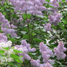 Сирень Маршал Ланн (Marechal Lannes) купить с доставкой