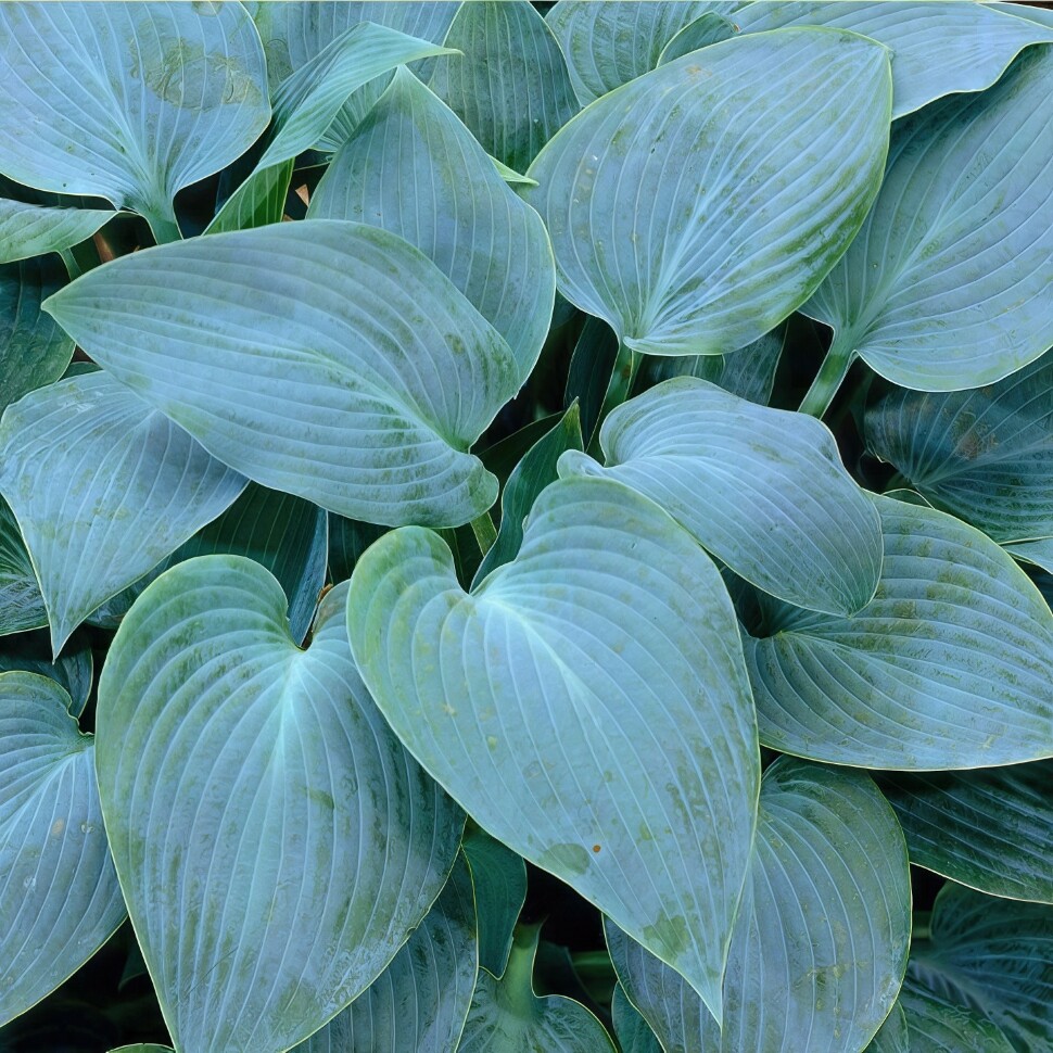 Хоста Канадиан Блю (Canadian Blue) [M] купить с доставкой