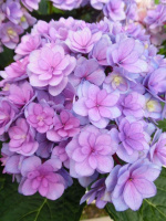 Гортензия Ю энд Ми Тугезе (You and Me Together) крупнолистная