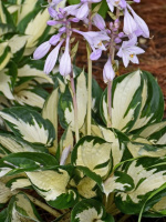 Хоста Файер энд Айс (Fire and Ice) [S]