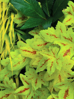 Гейхерелла Санрайз Фолс (Sunrise Falls)