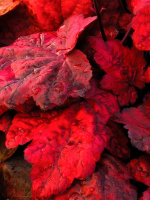 Гейхера Отом лифс (Autumn Leaves)