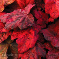 Гейхера Отом лифс (Autumn Leaves)