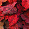 Гейхера Отом лифс (Autumn Leaves)