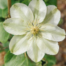 Клематис Джернси Крим (Guernsey Cream)