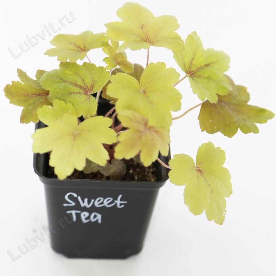 Гейхерелла Свит Ти (Sweet Tea) купить с доставкой
