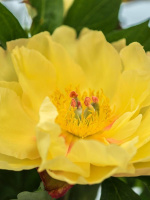 Пион ИТО Гарден Треже (Garden Treasure)