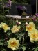 Пион ИТО Гарден Треже (Garden Treasure) купить с доставкой