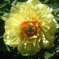 Пион ИТО Гарден Треже (Garden Treasure)