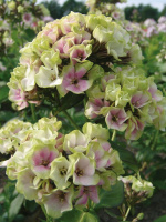 Флокс Щербет Бленд (Sherbet Blend) метельчатый