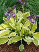 Хоста Лемон Кэнди (Lemon Candy) [M]