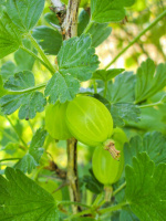 Крыжовник Малахит