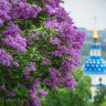 Сирень Богдан Хмельницкий купить с доставкой