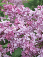 Сирень Богдан Хмельницкий