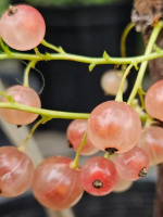 Смородина красная Роза Чаир