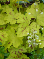 Гейхерелла Солар Пауер (Solar Power)