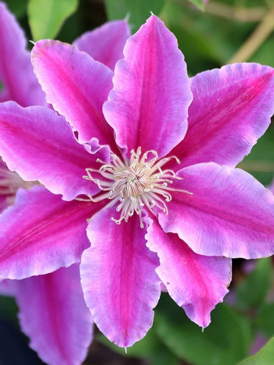 Клематис Доктор Руппель (Doctor Ruppel) купить с доставкой