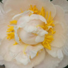 Пион Гардения (Gardenia) купить с доставкой