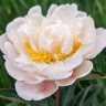 Пион Гардения (Gardenia)