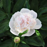 Пион Гардения (Gardenia)