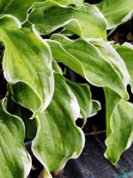 Хоста Летс Твист Эгейн (Let's Twist Again) [M]