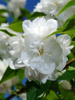 Чубушник Арктика