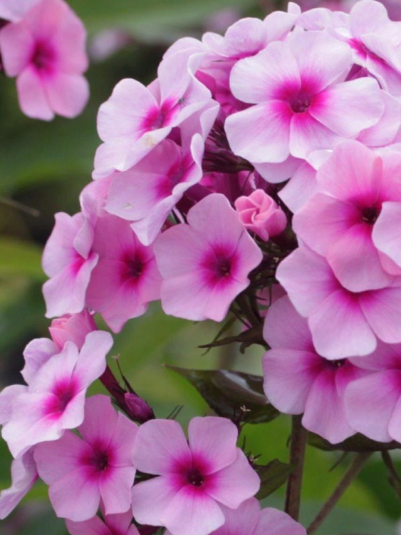 Флокс Мозаика купить с доставкой