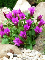 Горечавка Литл Пинки (Little Pinkie)