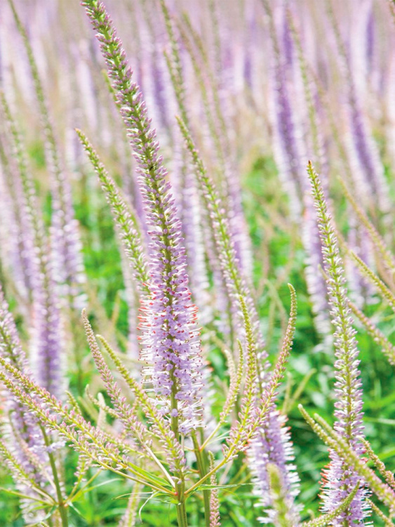 Вероникаструм Лавендельтурм (Lavendelturm) купить с доставкой