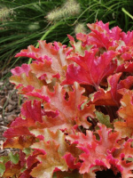 Гейхера Оранж Берри Раффлз (Orange Berry Ruffles)