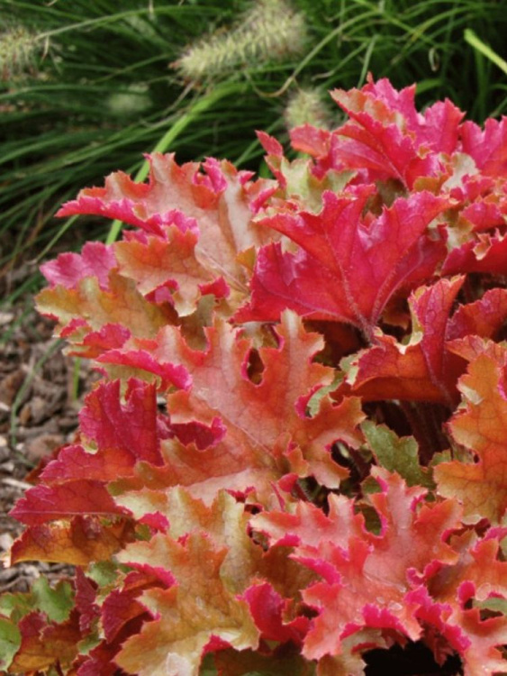 Гейхера Оранж Берри Раффлз (Orange Berry Ruffles) купить с доставкой