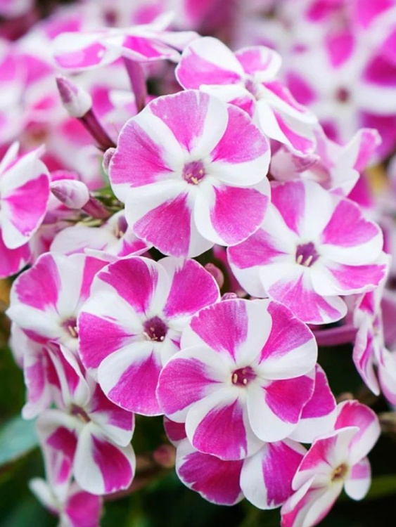 Флокс патио Бамбини Кэнди Краш (Bambini Candy Crush PBR) купить с доставкой