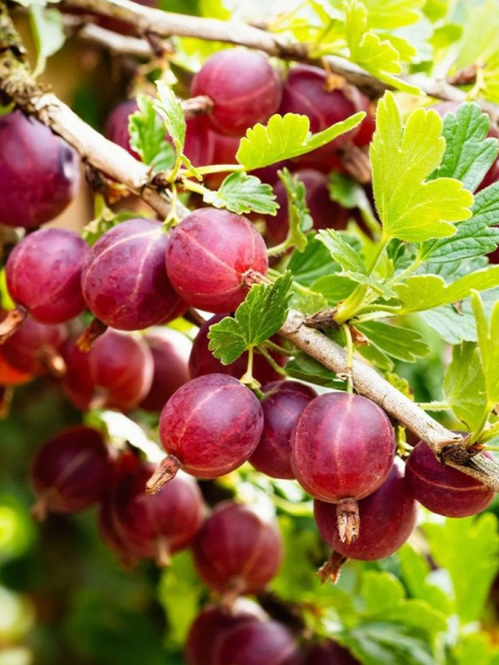 Крыжовник Консул купить с доставкой