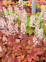 Гейхерелла Брасс Лантерн (Brass Lantern)