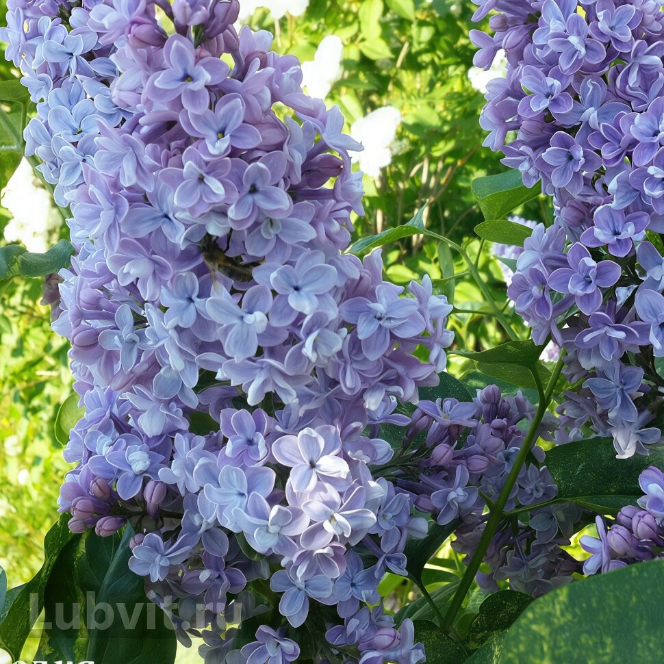 Сирень Аукубафолия (Aucubaefolia) купить с доставкой