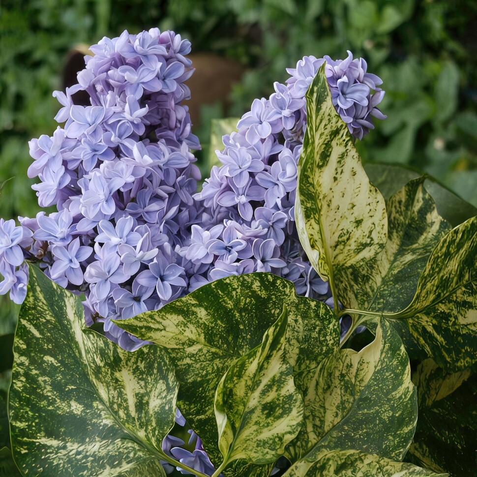 Сирень Аукубафолия (Aucubaefolia) купить с доставкой
