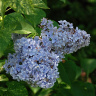Сирень Аукубафолия (Aucubaefolia) купить с доставкой