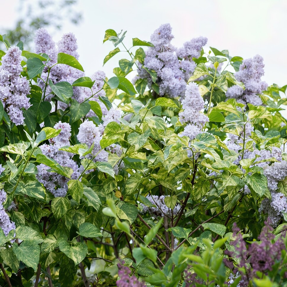 Сирень Аукубафолия (Aucubaefolia) купить с доставкой