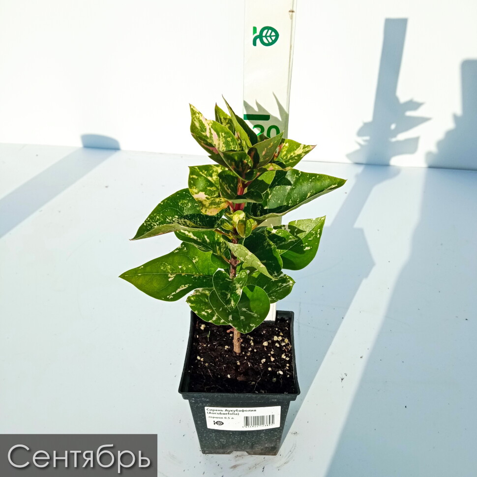 Сирень Аукубафолия (Aucubaefolia) купить с доставкой