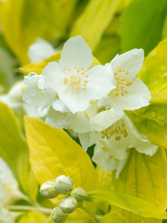 Чубушник Ауреус (Aureus) купить с доставкой