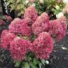 Гортензия Роял Флауэр (Royal Flower) метельчатая купить с доставкой