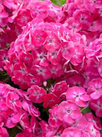 Флокс патио Бамбини Свит Тарт (Phlox Bambini Sweet Tart PBR)