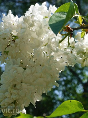 Сирень Лиега (Liega) Сирень Лиега (Liega)
