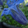 Горечавка динарская (Gentiana dinarica) купить с доставкой