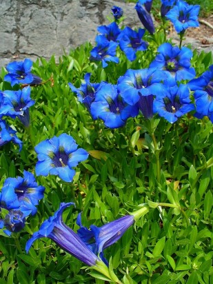 Горечавка динарская (Gentiana dinarica)