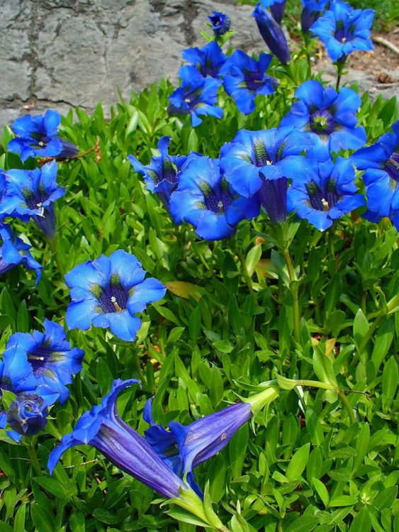 Горечавка динарская (Gentiana dinarica) купить с доставкой