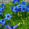 Горечавка динарская (Gentiana dinarica)
