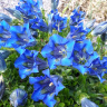 Горечавка динарская (Gentiana dinarica)