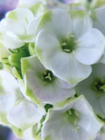 Флокс Джейд (Jade) метельчатый